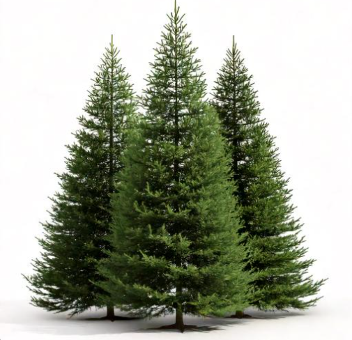 Big & Slim Christmas Trees